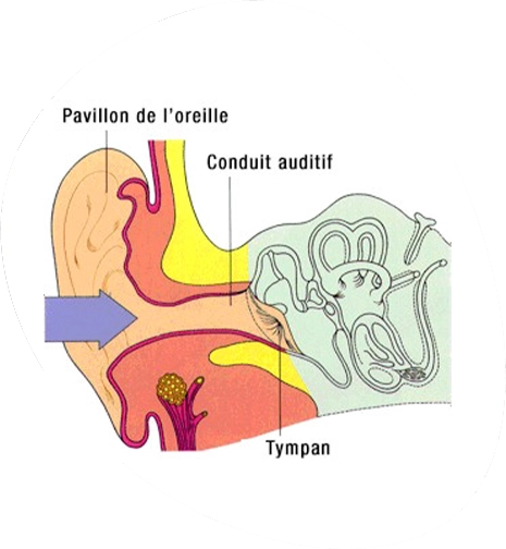 Schéma : oreille externe