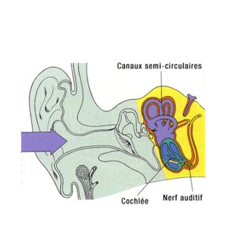 Schéma : oreille interne